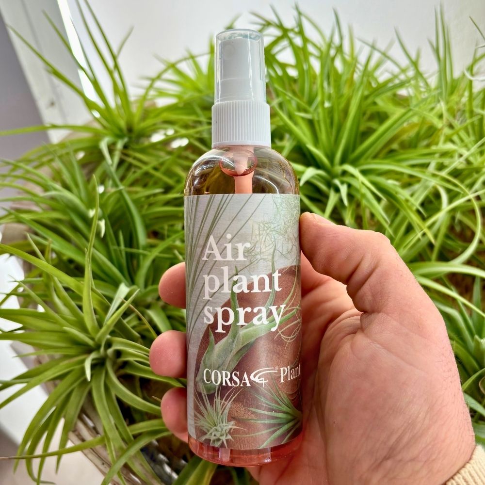 INTEGRATORE NUTRIENTE PER TILLANDSIA - SBAMGLASS - Accessori