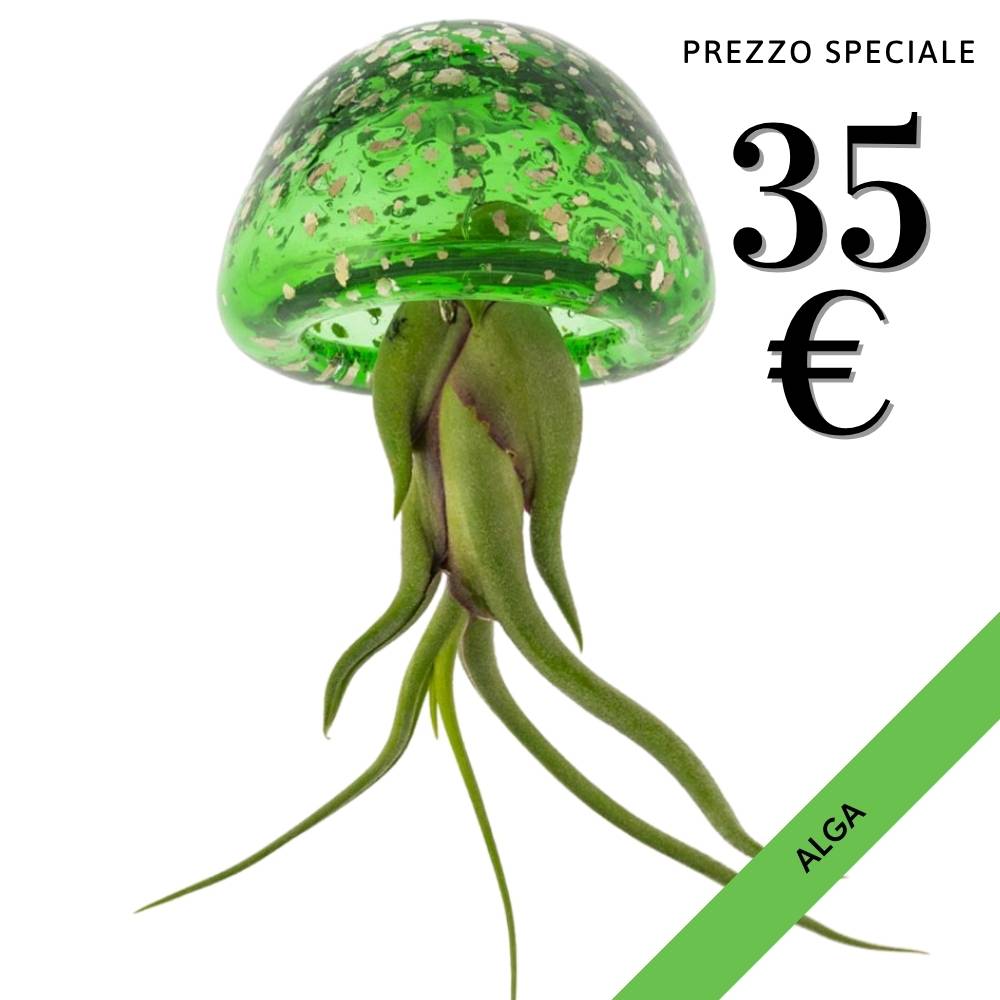 JELILY - La Medusa Porta Tillandsia - SBAMGLASS - Casa e giardino