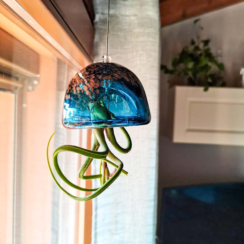 JELILY - La Medusa Porta Tillandsia - SBAMGLASS - Casa e giardino