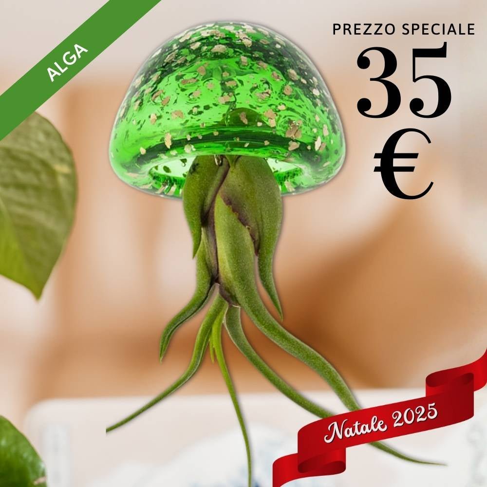 🎄 JELILY - La Medusa Porta Tillandsia - SBAMGLASS - Casa e giardino