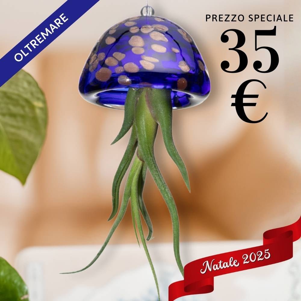🎄 JELILY - La Medusa Porta Tillandsia - SBAMGLASS - Casa e giardino