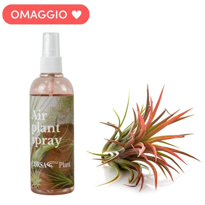 NODO D'AMORE + OMAGGIO Tillandsia ed Integratore - SBAMGLASS - Casa e giardino