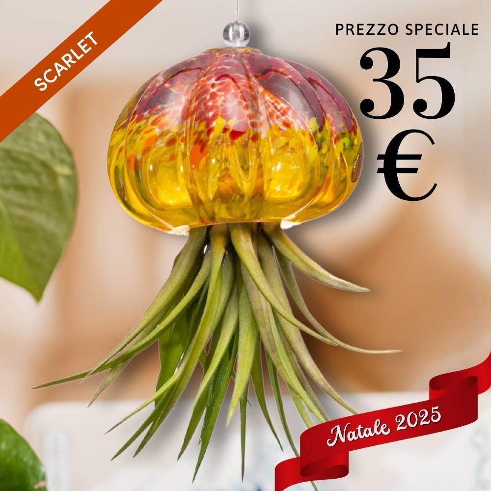 🎄 RICCIO - Porta Tillandsia - SBAMGLASS - Casa e giardino