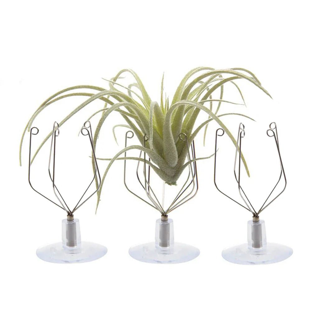 SUPPORTO PER TILLANDSIA - Kit 3 pz - SBAMGLASS - 