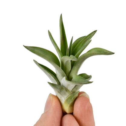 Tillandsia - ABDITA - SBAMGLASS -