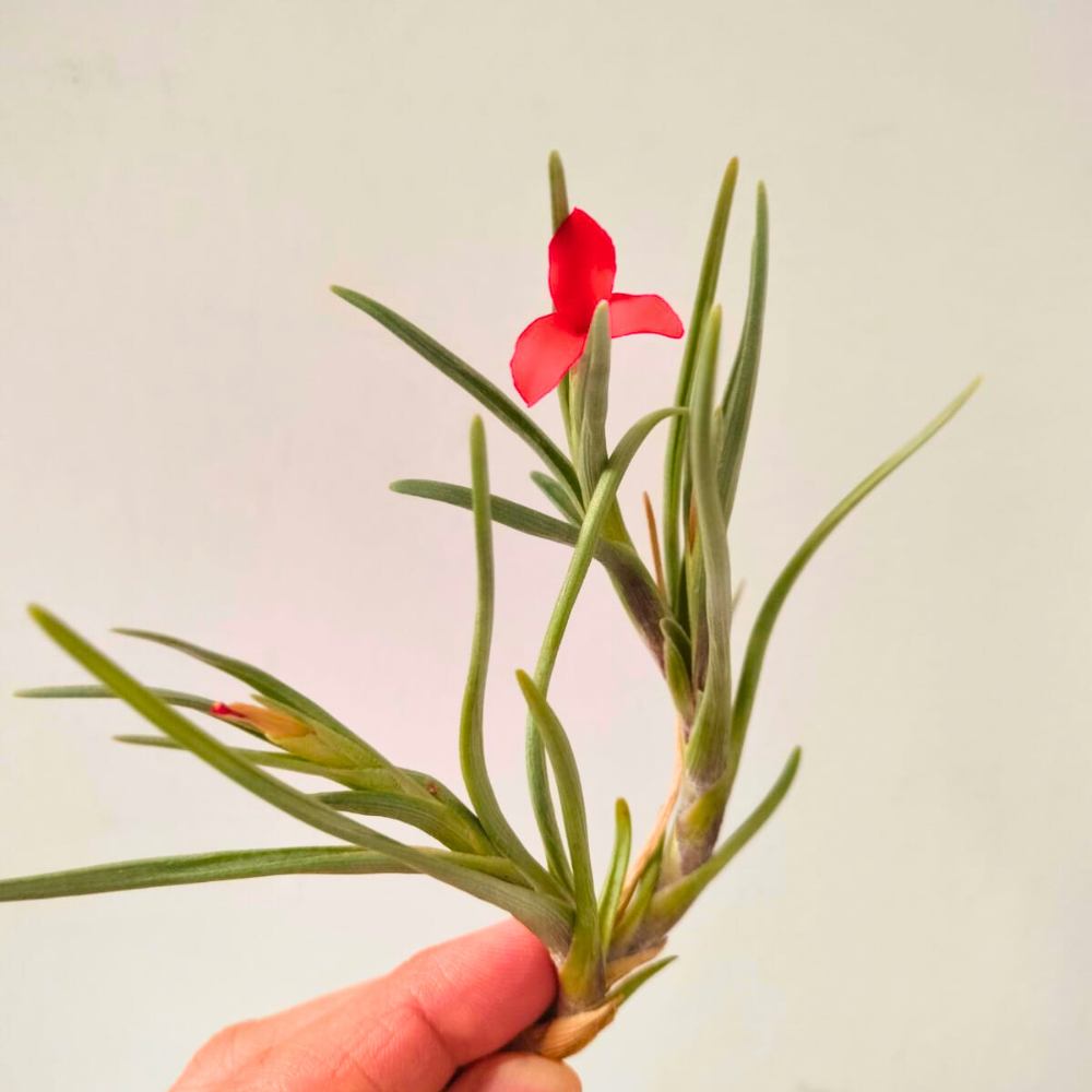 Tillandsia ALBERTIANA - SBAMGLASS - 
