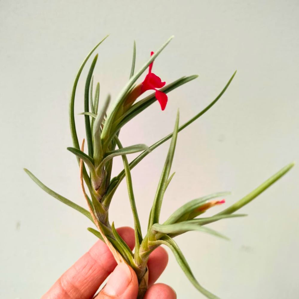 Tillandsia ALBERTIANA - SBAMGLASS - 