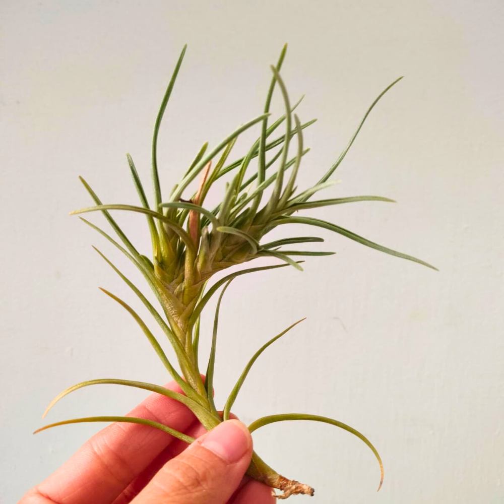 Tillandsia ALBERTIANA - SBAMGLASS - 