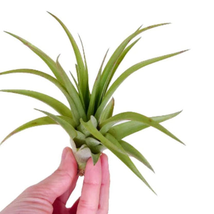 Tillandsia - BRACHYCAULOS MULTIFLORA - SBAMGLASS - 