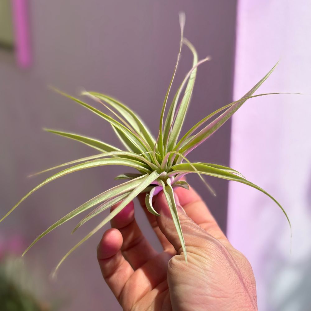 Tillandsia - BRACHYCAULOS MULTIFLORA - SBAMGLASS - 