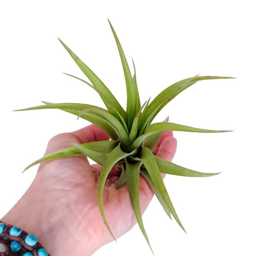 Tillandsia - BRACHYCAULOS MULTIFLORA - SBAMGLASS - 