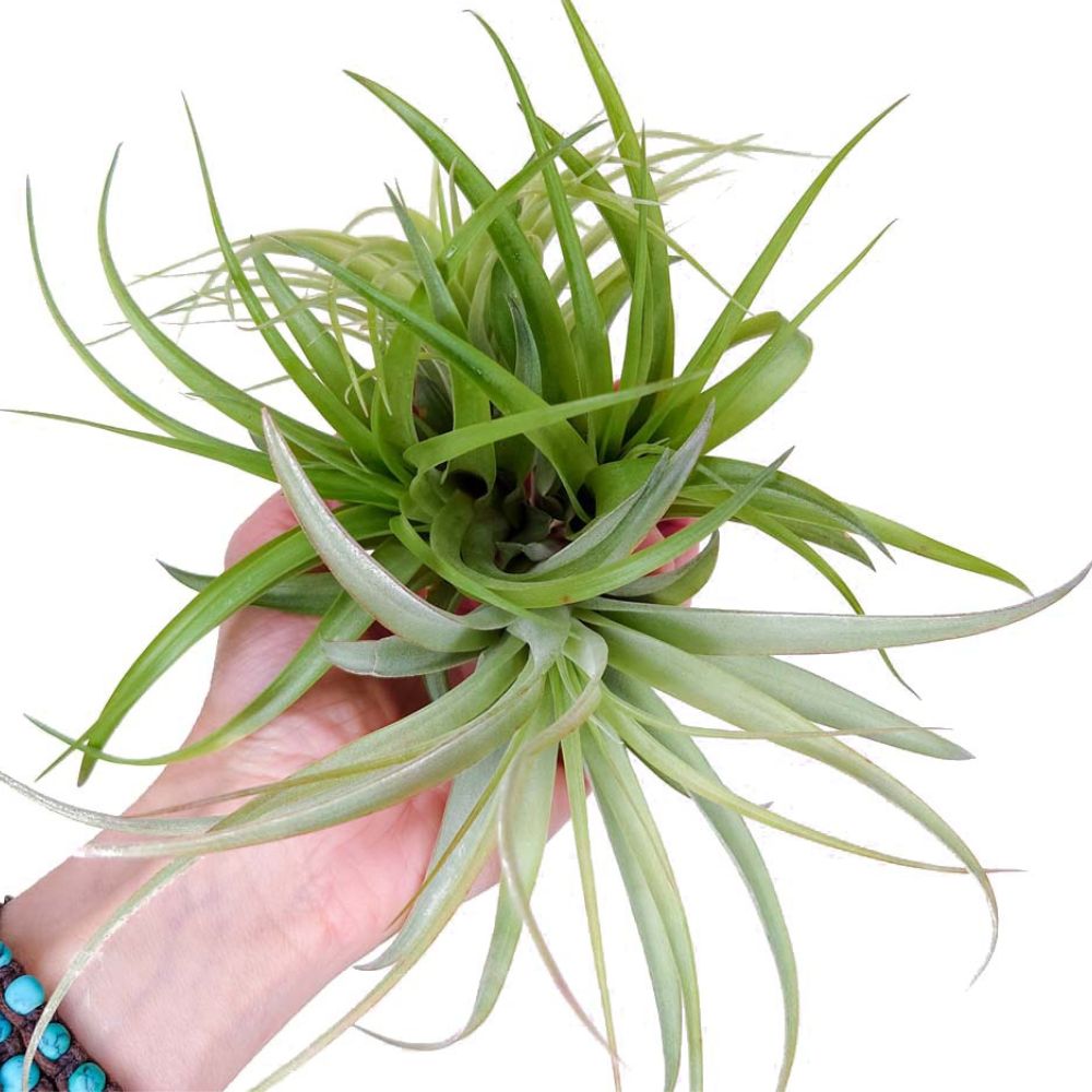 Tillandsia - BRACHYCAULOS MULTIFLORA - SBAMGLASS - 