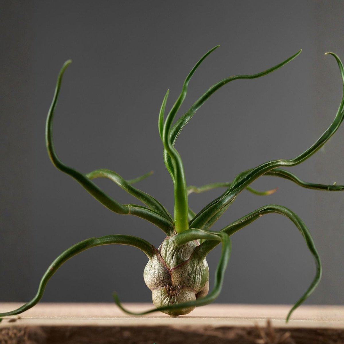 Tillandsia - BULBOSA - SBAMGLASS - 