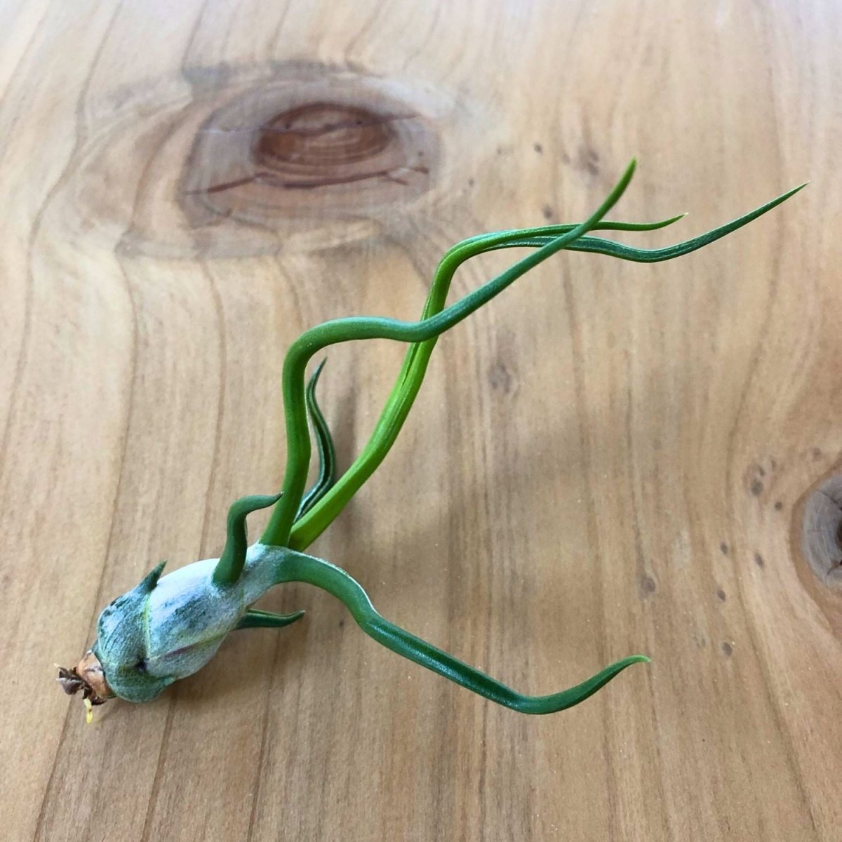 Tillandsia - BULBOSA - SBAMGLASS - 