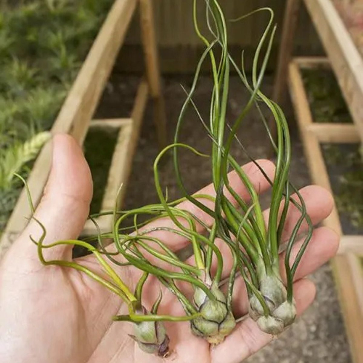 Tillandsia - BULBOSA - SBAMGLASS - 