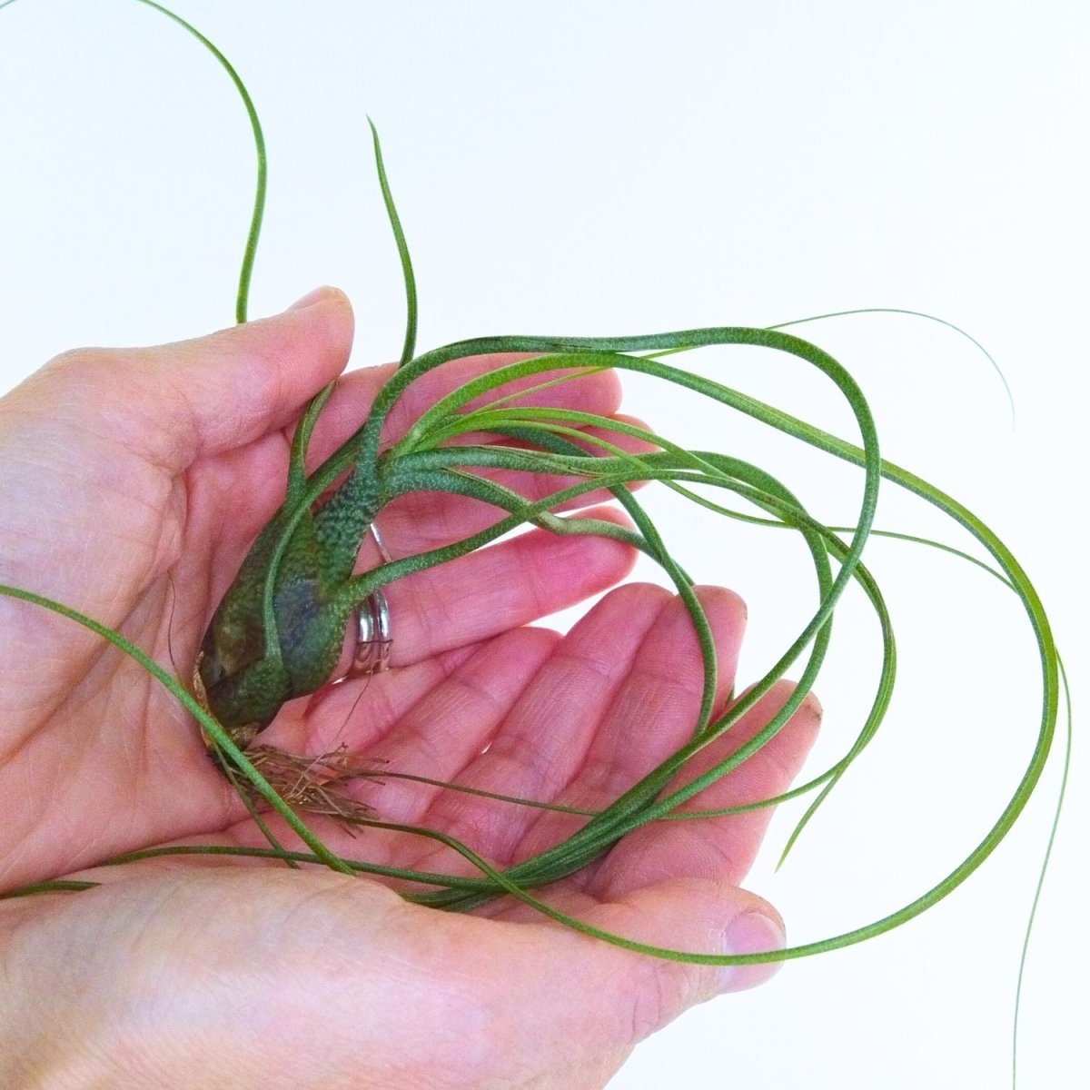 Tillandsia BUTZII - SBAMGLASS - 
