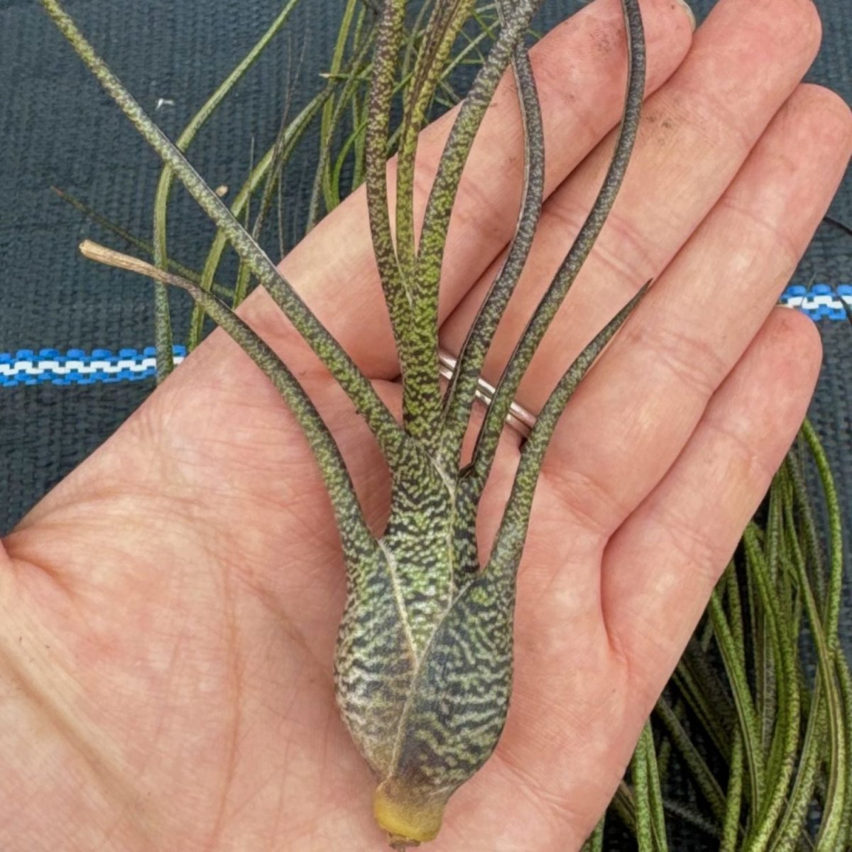 Tillandsia BUTZII - SBAMGLASS - 