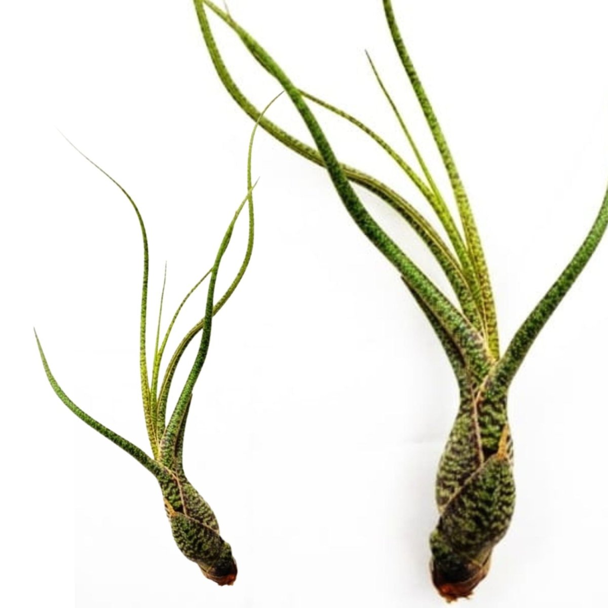 Tillandsia BUTZII - SBAMGLASS - 