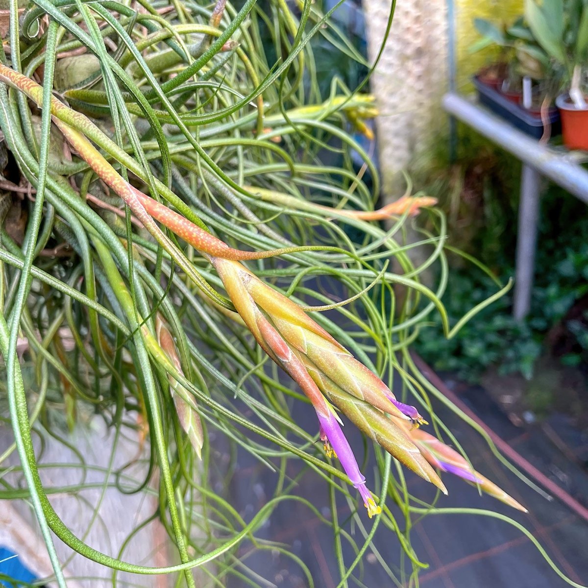 Tillandsia BUTZII - SBAMGLASS - 