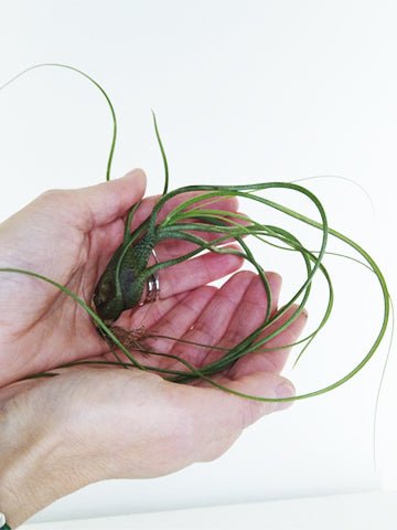 Tillandsia - BUTZII - SBAMGLASS - 