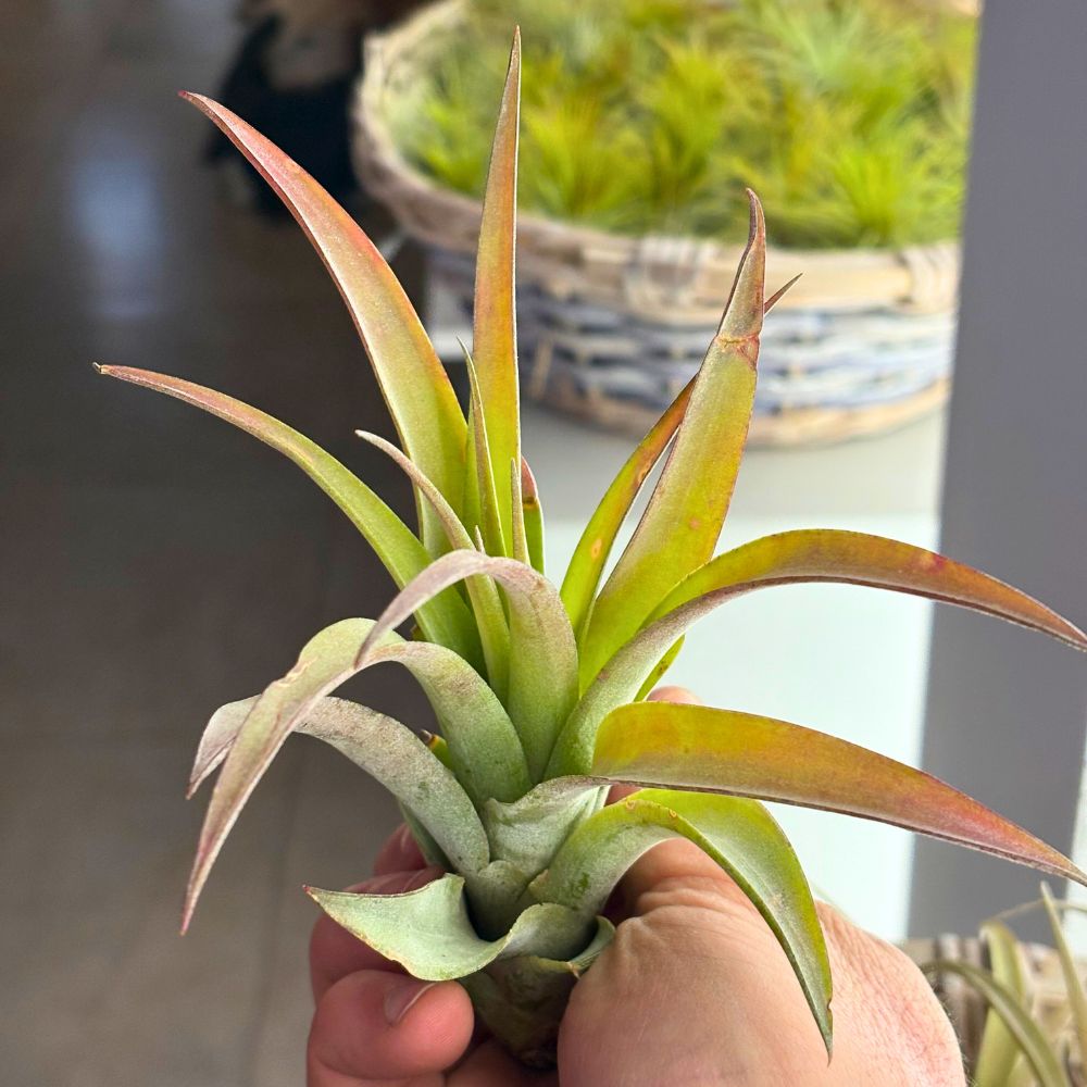 Tillandsia - CAPITATA PEACH - SBAMGLASS - 