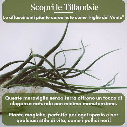 Tillandsia - CAPITATA PEACH - SBAMGLASS - 