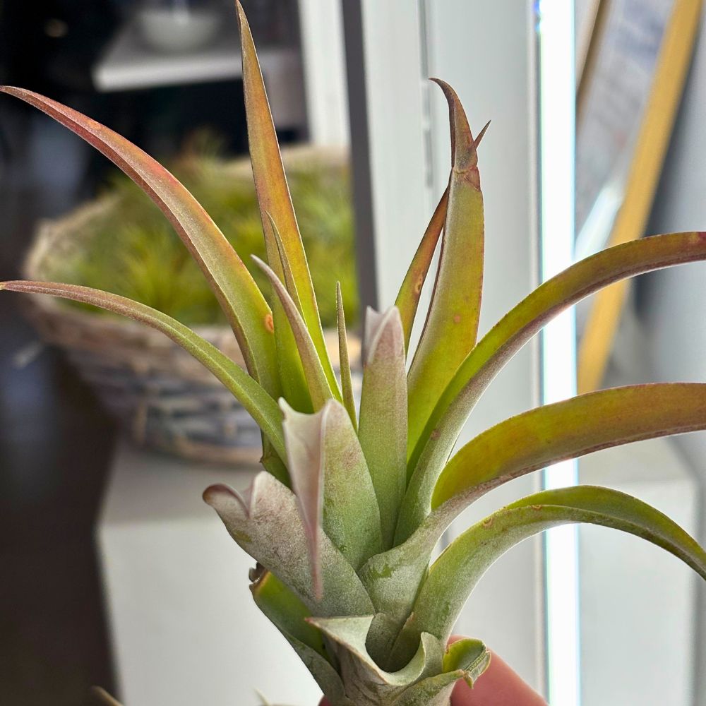 Tillandsia - CAPITATA PEACH - SBAMGLASS - 