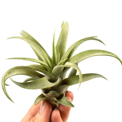 Tillandsia - CAPITATA PEACH - SBAMGLASS - 