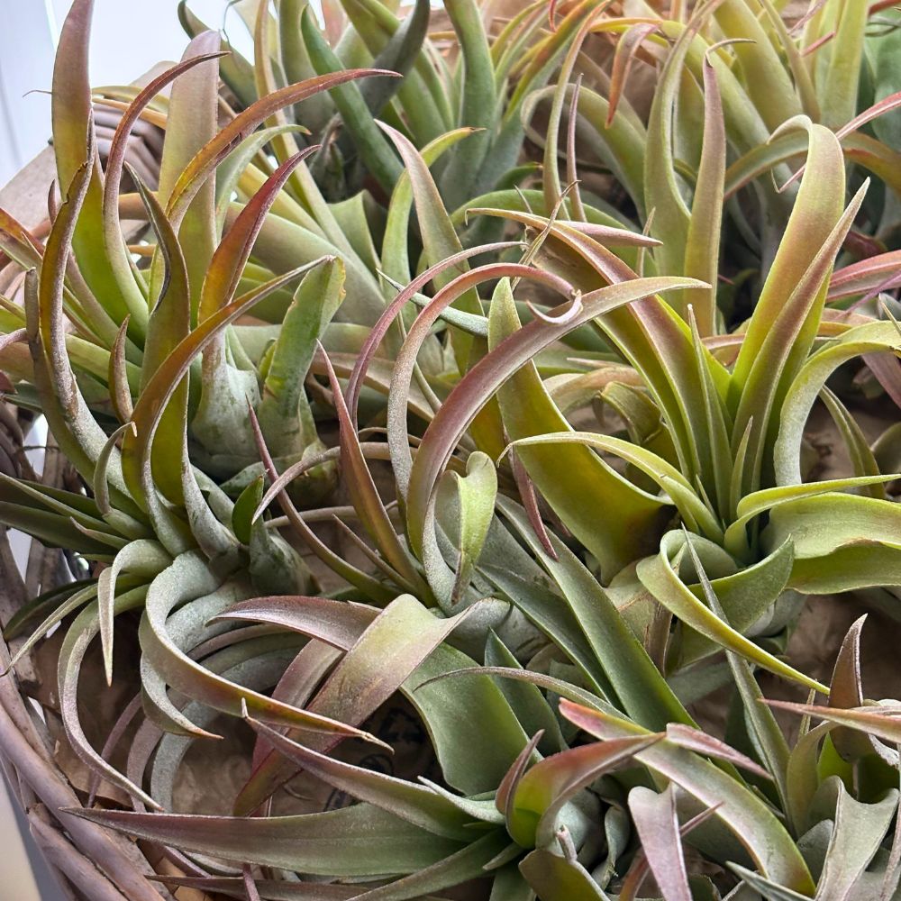 Tillandsia - CAPITATA PEACH - SBAMGLASS - 