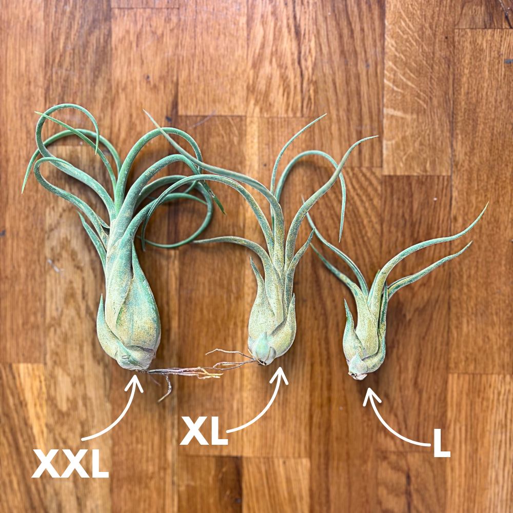 Tillandsia CAPUT MEDUSAE - SBAMGLASS - Casa e giardino