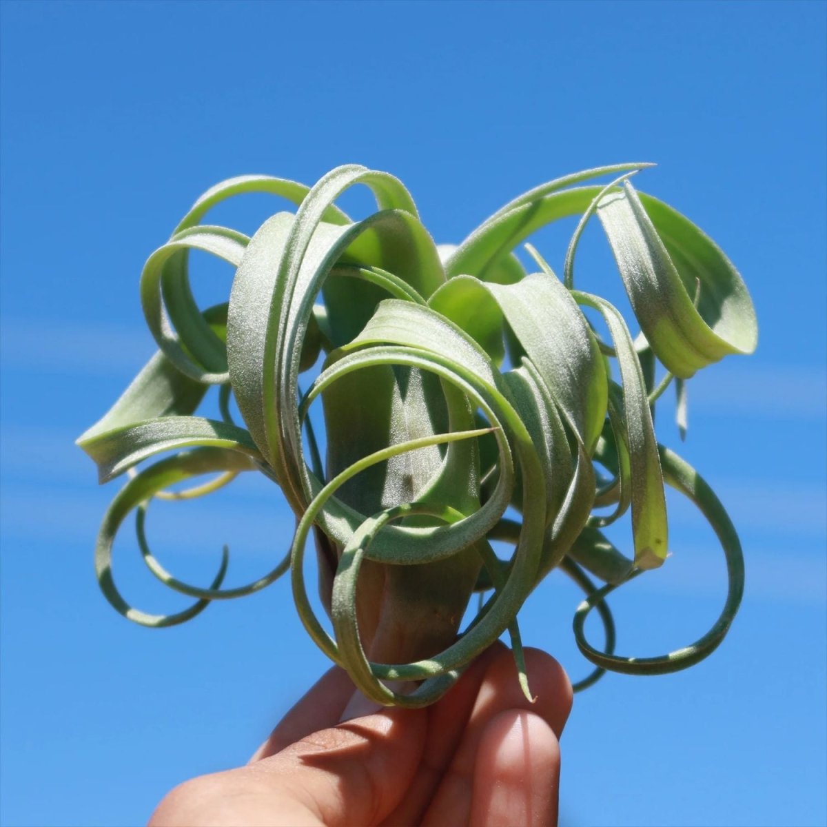 Tillandsia - CURLY SLIM - SBAMGLASS - 