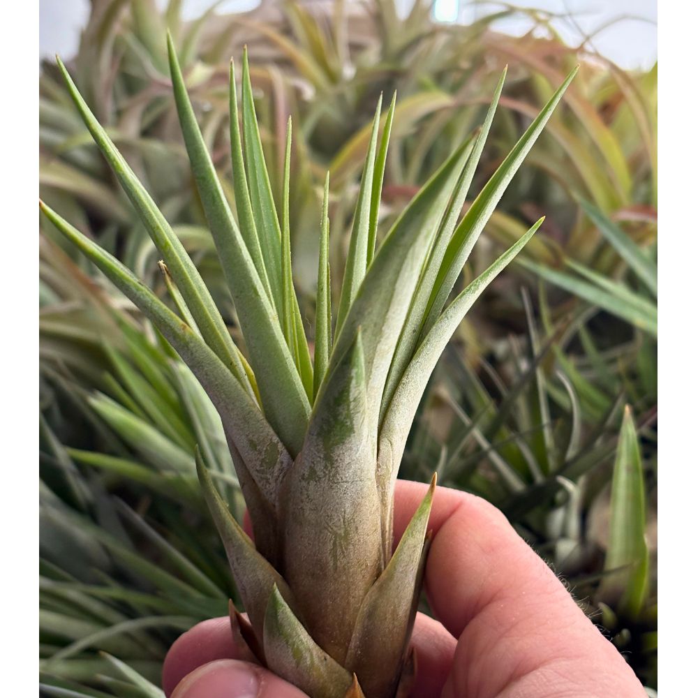 Tillandsia - FASCICULATA - SBAMGLASS - 