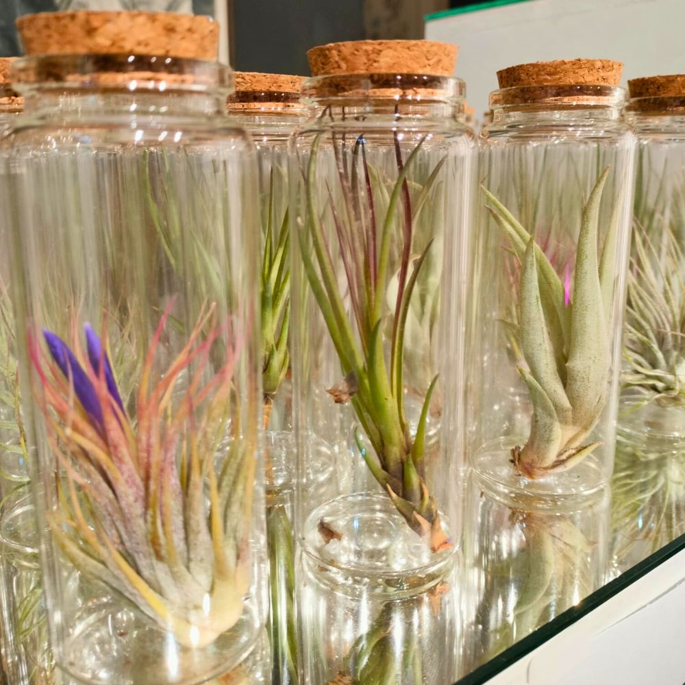 TILLANDSIA in VETRO - 3 Piante Uniche - SBAMGLASS - 