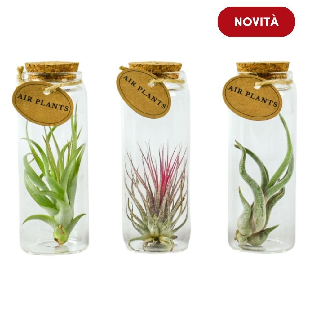 TILLANDSIA in VETRO - 3 Piante Uniche - SBAMGLASS - 