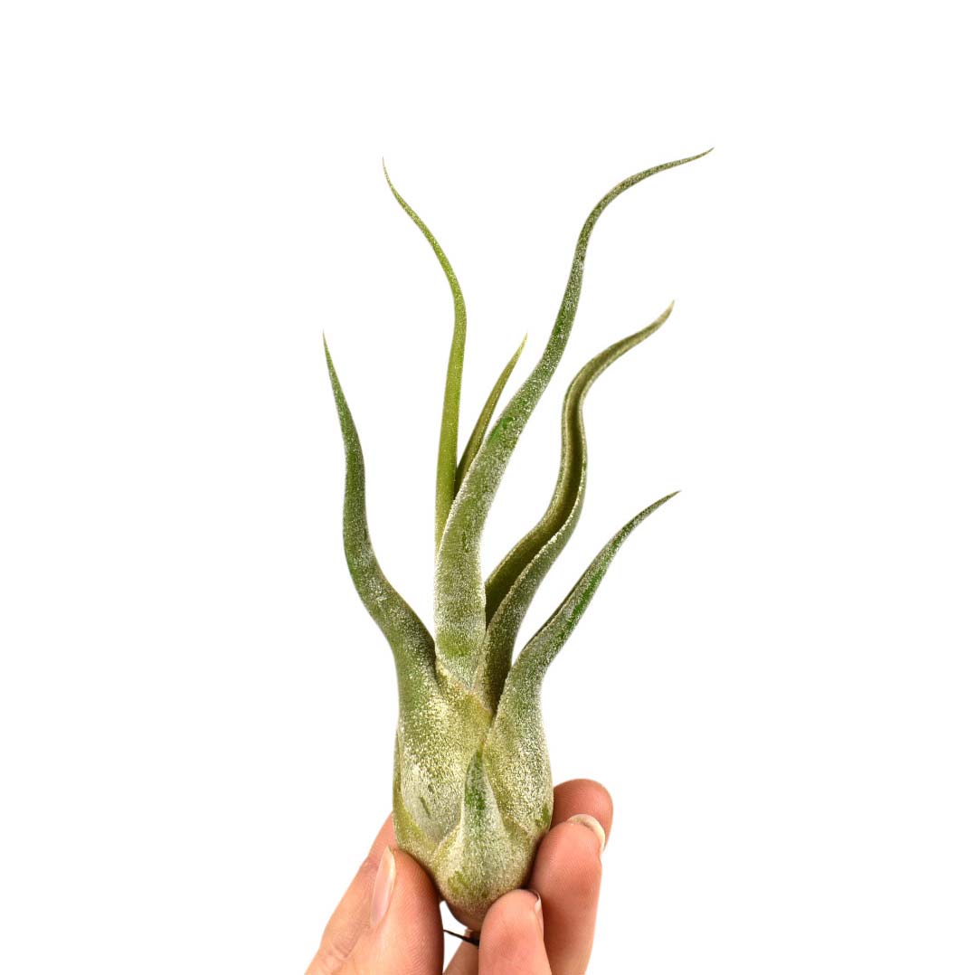 TILLANDSIA in VETRO - 3 Piante Uniche - SBAMGLASS - 