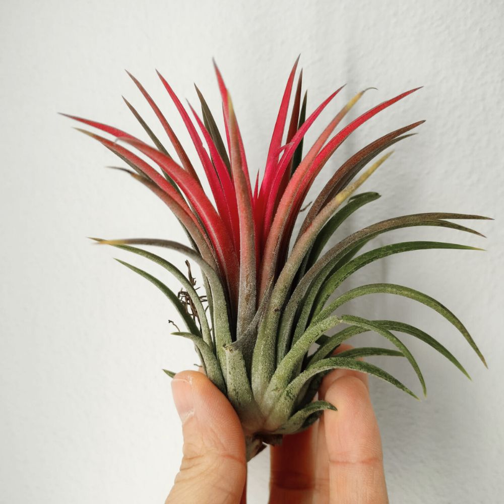 Tillandsia - IONANTHA - SBAMGLASS - 