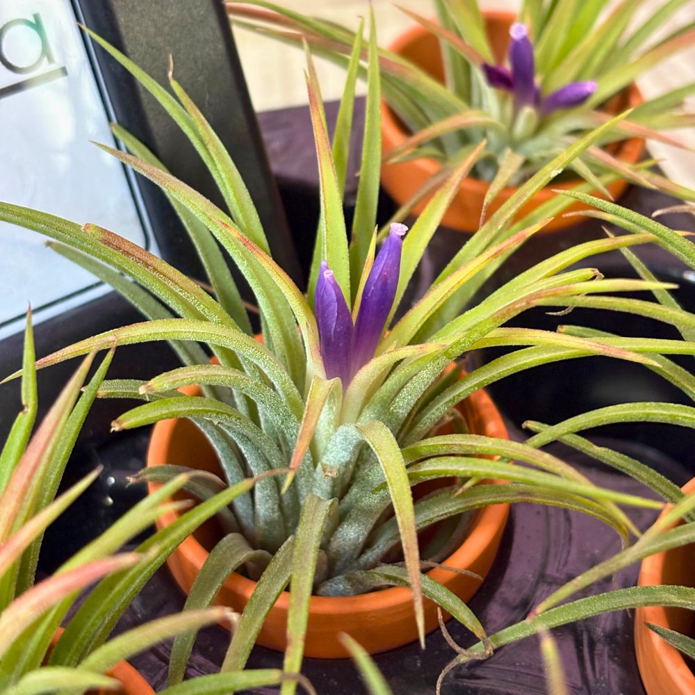 Tillandsia - IONANTHA - SBAMGLASS - 