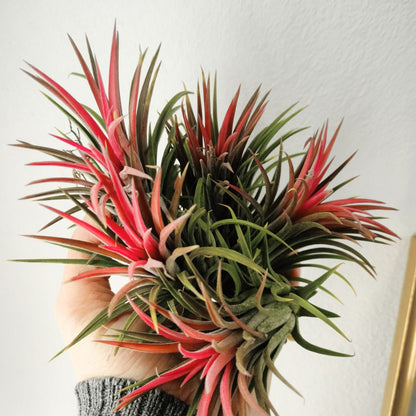 Tillandsia - IONANTHA - SBAMGLASS - 