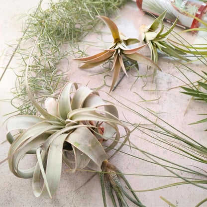 TILLANDSIA MIX PACK 16 pz | 14 Tillandsie + Integratore + Nodo Rosso - SBAMGLASS - Casa e giardino