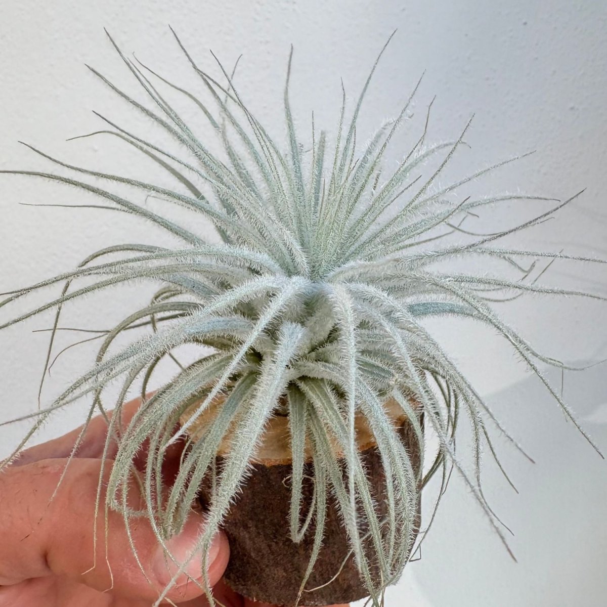 Tillandsia TECTORUM - SBAMGLASS - 