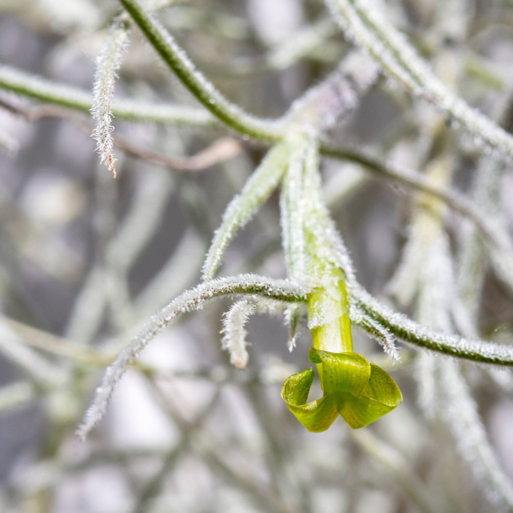 Tillandsia - USNEOIDES XL - SBAMGLASS - 