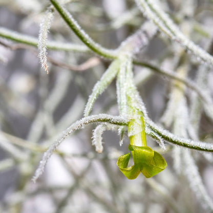 Tillandsia - USNEOIDES XL - SBAMGLASS - 