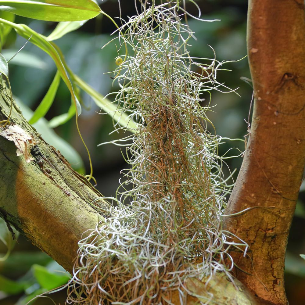 Tillandsia - USNEOIDES XL - SBAMGLASS - 