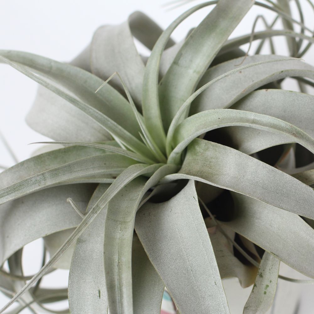 Tillandsia - XEROGRAPHICA - SBAMGLASS - 