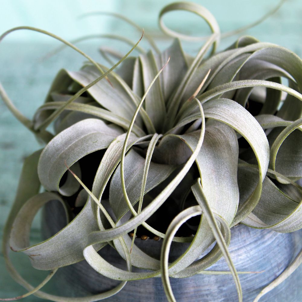 Tillandsia - XEROGRAPHICA - SBAMGLASS - 