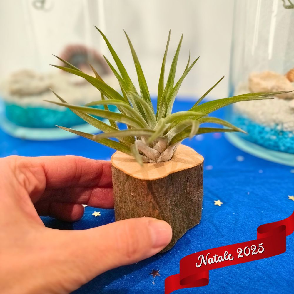 🎄 TONDO in LEGNO porta TILLANDSIA - SBAMGLASS - 