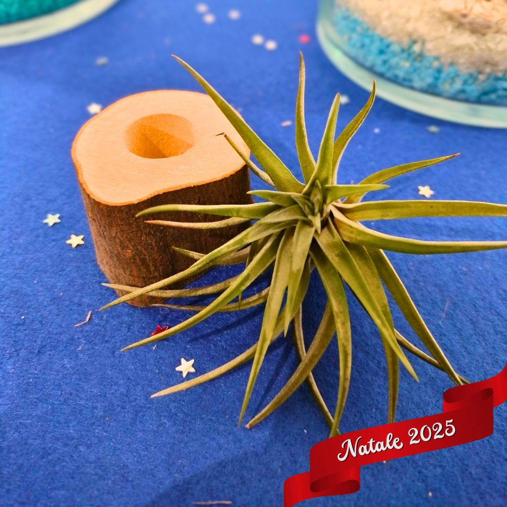 🎄 TONDO in LEGNO porta TILLANDSIA - SBAMGLASS - 