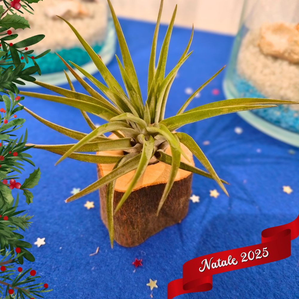 🎄 TONDO in LEGNO porta TILLANDSIA - SBAMGLASS - 