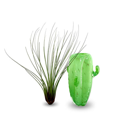 CACTUS large - Porta piante in vetro - SBAM - Casa e giardino