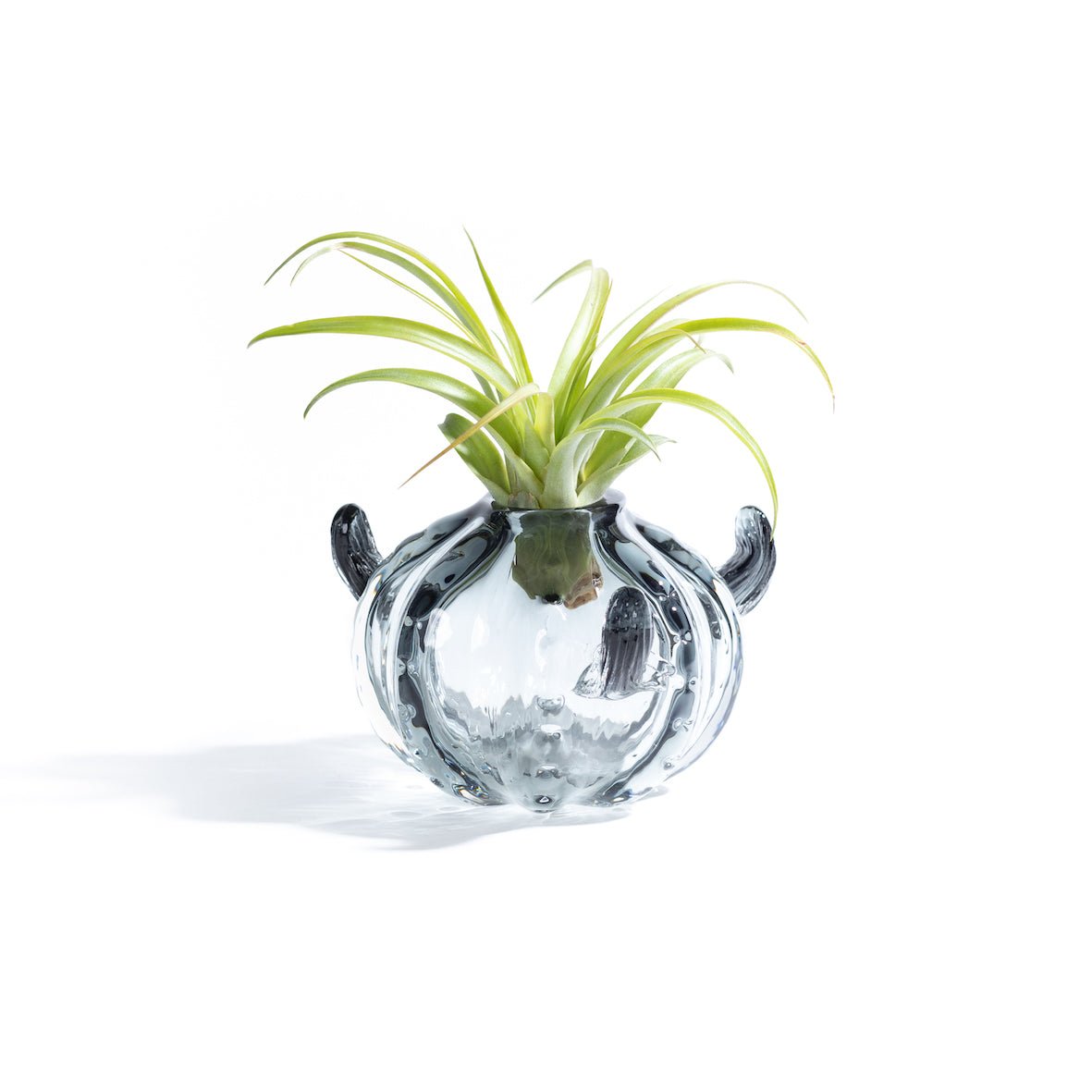 CACTUS small - Porta piante in vetro - SBAM - Casa e giardino
